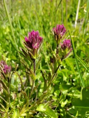 Castilleja lassenensis