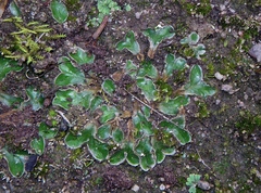 Riccia beyrichiana