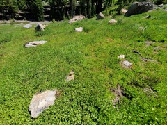 Castilleja lassenensis