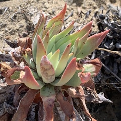 Dudleya candelabrum