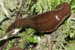 Australopacifica spectabilis