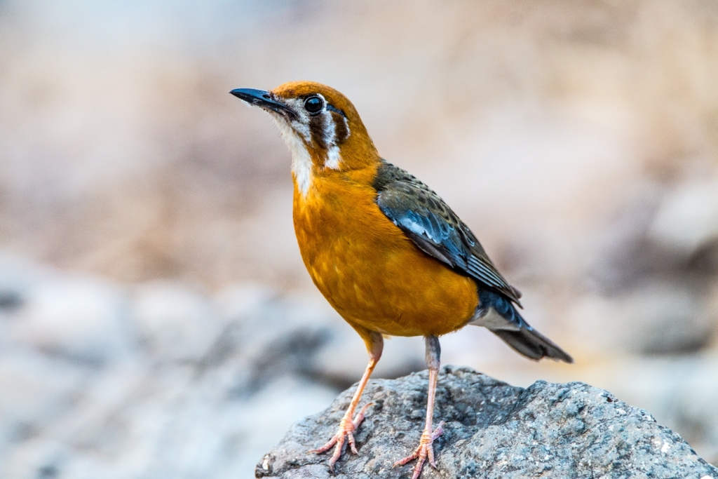 Orange-headed Thrush photo