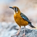 Orange-headed Thrush - Photo (c) Pravin Kawale, some rights reserved (CC BY-NC), uploaded by Pravin Kawale