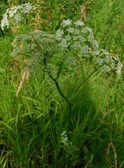 Ostericum palustre