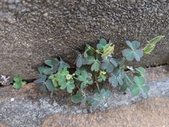 Oxalis corniculata