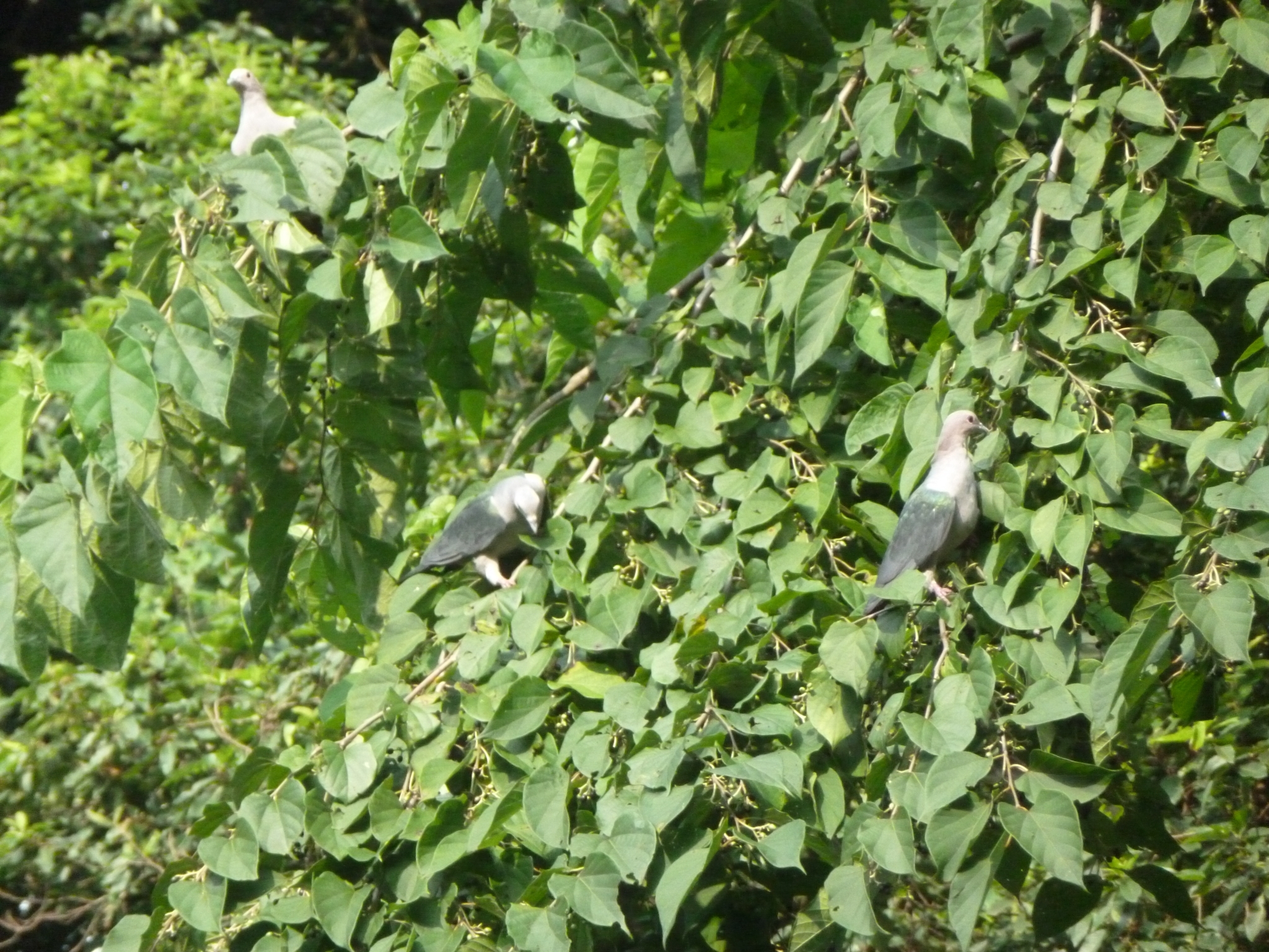 Green Imperial Pigeon