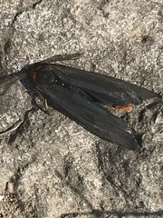 Gnamptonychia ventralis