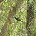 Blue-black Grosbeak - Photo (c) barloventomagico, some rights reserved (CC BY-NC-ND)
