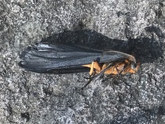 Gnamptonychia ventralis