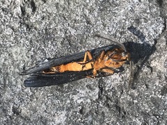 Gnamptonychia ventralis