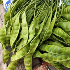 Parkia speciosa