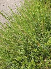 Lepidium apetalum