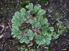 Riccia spongiosula