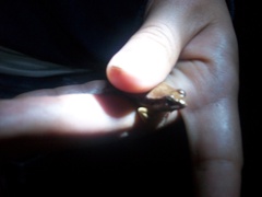 Physalaemus fischeri