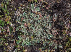 Riccia spongiosula
