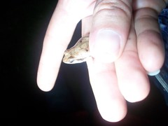 Physalaemus fischeri