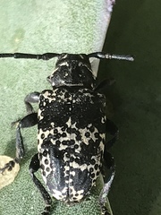 Acanthoderes funeraria