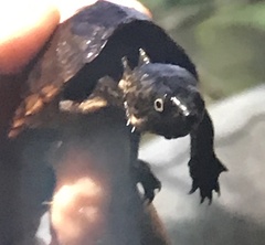 Sternotherus