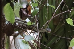 Dendrelaphis tristis