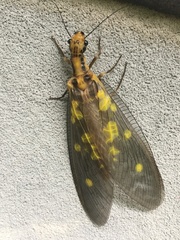 Protohermes grandis