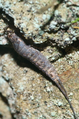 Nesomachilis