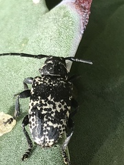 Acanthoderes funeraria