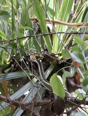 Dendrelaphis tristis