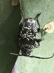 Acanthoderes funeraria