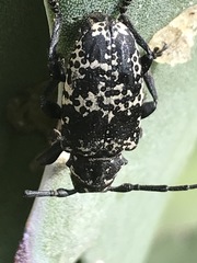 Acanthoderes funeraria