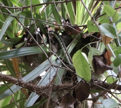 Dendrelaphis tristis