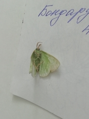 Thetidia smaragdaria