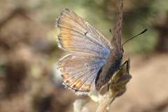 Icaricia icarioides evius