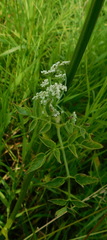 Ostericum palustre