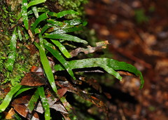 Notogrammitis billardierei