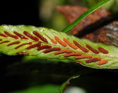 Notogrammitis billardierei