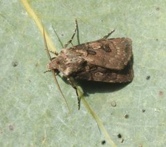 Agrotis interjectionis