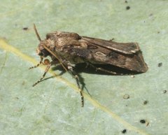 Agrotis interjectionis