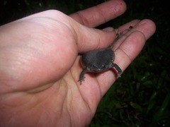 Elachistocleis ovalis