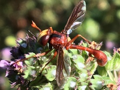 Physocephala burgessi