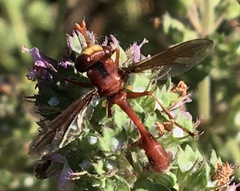 Physocephala burgessi