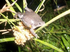 Elachistocleis ovalis