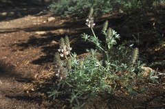 Lupinus lepidus confertus