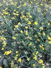Lotus corniculatus corniculatus