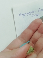 Thetidia smaragdaria