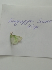 Thetidia smaragdaria