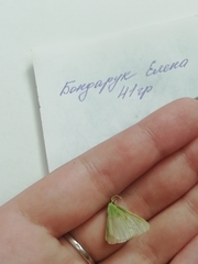 Thetidia smaragdaria