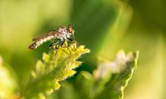 Cerdistus erythrurus