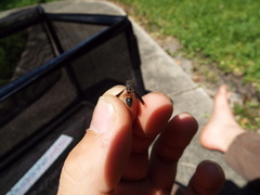 Parancistrocerus histrio