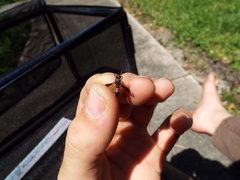 Parancistrocerus histrio