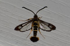 Synanthedon arkansasensis